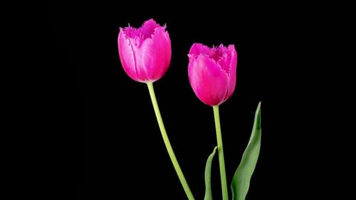 Pink Tulips Blooming Time Lapse on Black Background