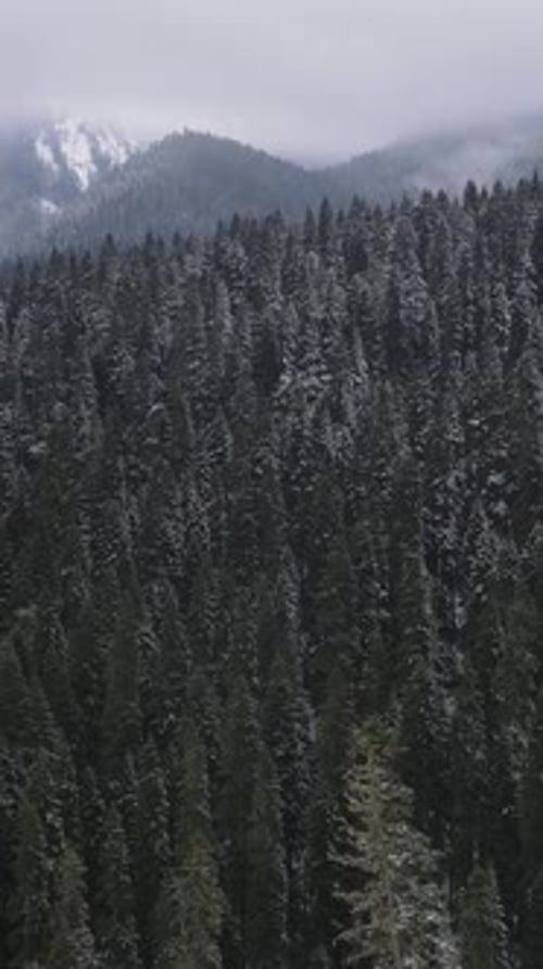 Snowy Coniferous Jungle