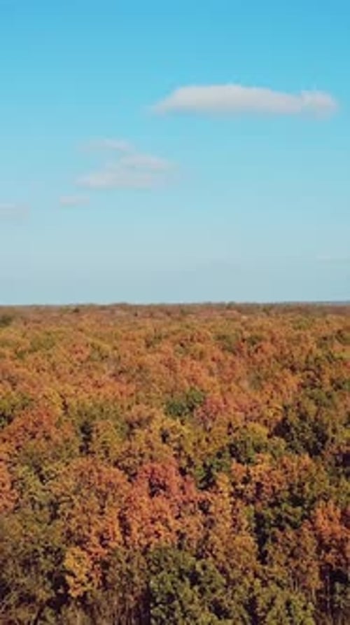 Landschaft des Herbstwaldes an einem sonnigen Tag. Luftbild. Kamerabewegung vorwärts. Vertikales Video