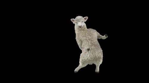 Funny 3D Sheep Dancing Character Animation