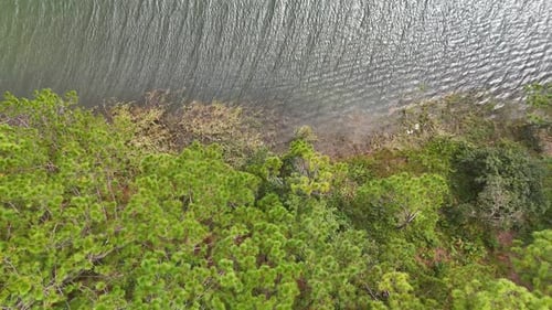 Aerial view above the pine trees