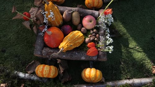Autumn Harvest Display of Gourds and Pumpkins
