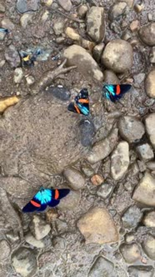 Three colorful butterflies on mud, child's hand touching, vertical footage