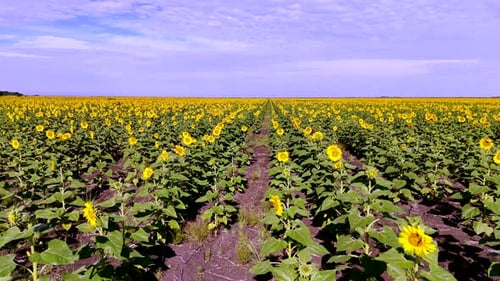 Luftaufnahme des Sonnenblumenfeldes mit leuchtend gelben Blüten, die sich bis zum Horizont erstrecken