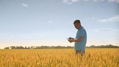 Agriculture Science. Agronomist Working in Field. Man Using Tablet in Field Wheat