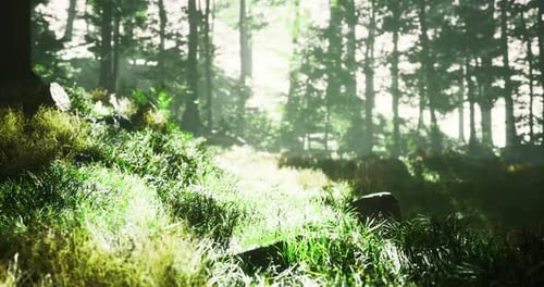 Lush Green Forest Landscape Illuminated By Soft Sunlight in Morning Hours