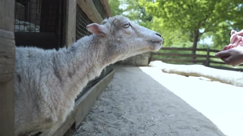 Sheep Hand Fed Outdoors on Sunny Farm