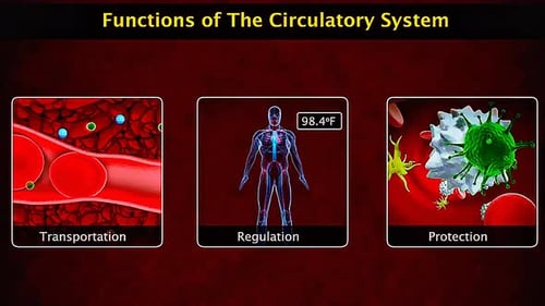Functions Of Circulatory System