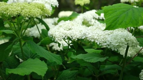 Wonderful Blooming White Hydrangea Arborescens Commonly Known As Smooth Hydrangea Wild Hydrangea in