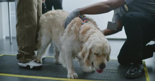 Airport Security Officer Scanning a Golden Retriever Dog