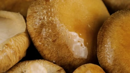 Des éclaboussures d'eau tombent sur le champignon shiitake sur fond noir.