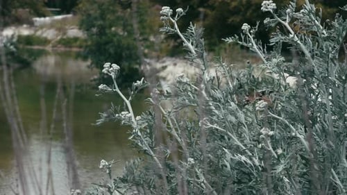 Blumenpflanze Jacobaea Maritima in der Natur