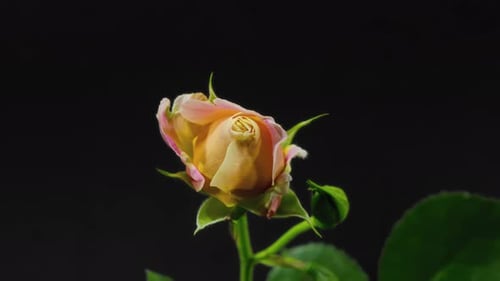 Peach and Pink Rose Blooming on Black
