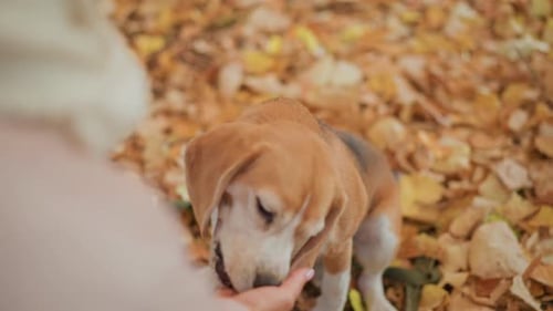 Back View Owner Feeding Beagle Puppy Treat in Autumn Forest Clearing