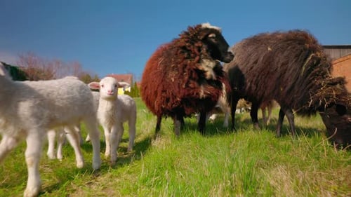 Herde von Hausschafen und Lämmern, die auf grünem Gras auf einem Farmfeld weiden. Nahaufnahme