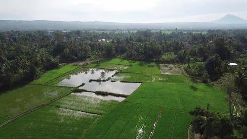 Aerial top view footage by drone of green rice field, hill and mountains.