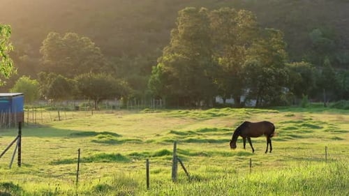 Horse Grazing in Lush Green Pasture at Sunset
