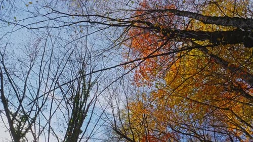 Autumn Forest Gimbal Walk