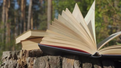 Open Book with Fluttering Pages on Tree Stump in Forest Sunlight