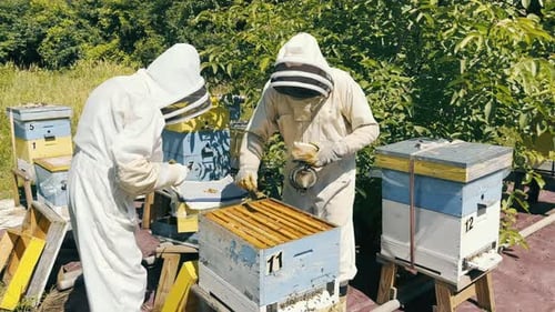 Beekeepers Collect Honey In The Apiary Two People Collect Honey Combs