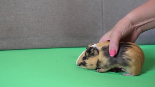 69 1People take care of the guinea pig and play with it.
