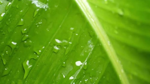 Water Drop Falling