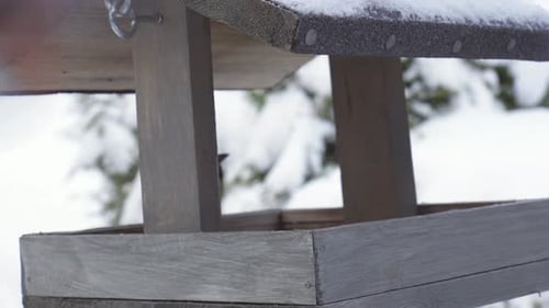 Male Eurasian Bullfinch Along With Tit Bird On Wooden Feeder Hanging In Winter Nature. Closeup Shot