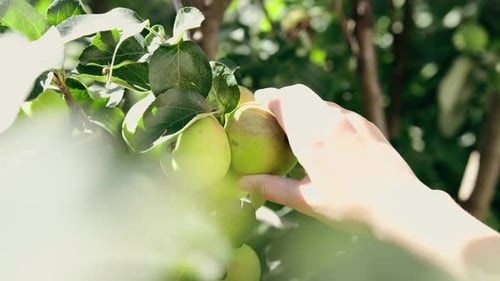 Apple Harvest: Eine Hand sammelt eine Nahaufnahme von Äpfeln, Herbstfrüchte, frisches Obst vom Bauernhof