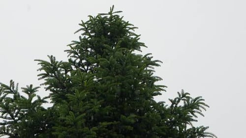 Rain Falling on a Beautiful Green Fir Tree