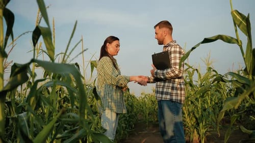 Farmers Talking and Shaking Hands in Corn Field