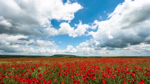Amazing time lapse video with a spring field of poppies in sunny day.