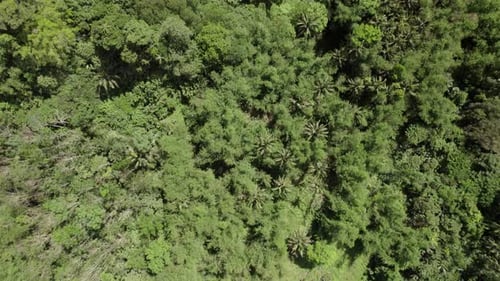 Top View Of Tropical Greenery In The Philippines