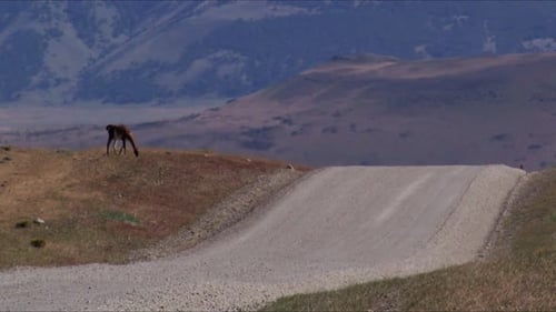 A lone guanaco looking for food next to an empty dirt road in Patagonia, Chile