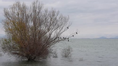 Winterliche Seenlandschaft, kahle Äste, Vögel warten auf das Angeln, ruhige Atmosphäre, bewölkter Tag