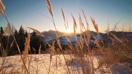 Winter Landscape with Golden Light and Snowy Mountains