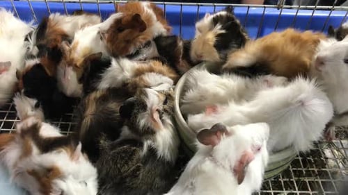 cute Guinea Pig in farm