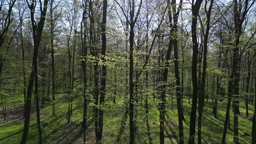 Mit Sonnenschein durch den Frühlingswald