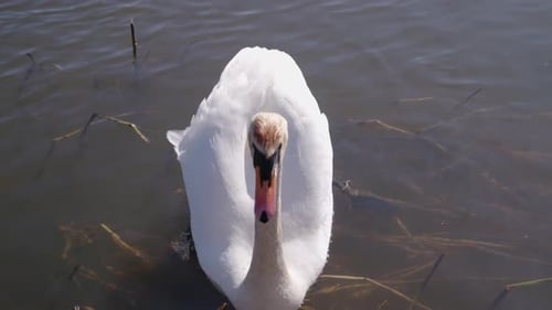 Curious Swan cherche de la nourriture dans un étang et s'en va à la nage