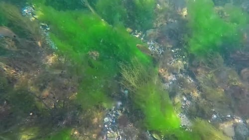 Diving with small fish swimming through seaweed and mussels, Punta del Este, Uruguay
