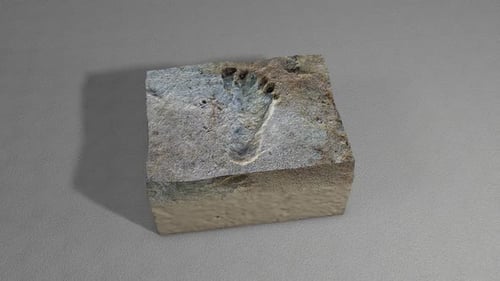 Empreinte humaine fossilisée dans un bloc de pierre
