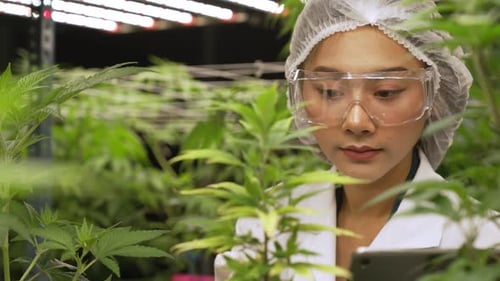 Scientist Test Cannabis Product in Curative Indoor Cannabis Farm