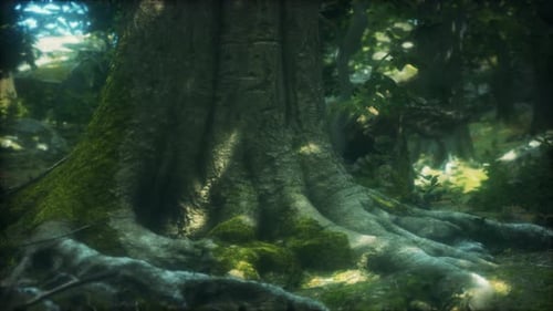 Tree with Moss on Roots in a Green Forest