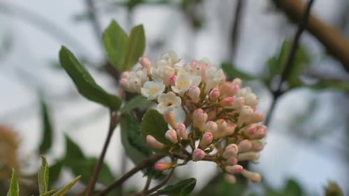 Beautiful close-up of spring blossom in shallow focus.