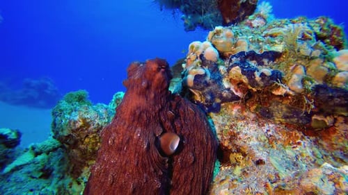 Underwater Red Octopus