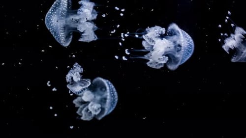 Vista deslumbrante e bonita de medusas