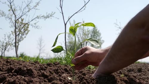 Planting Seedling in Soil on Sunny Day
