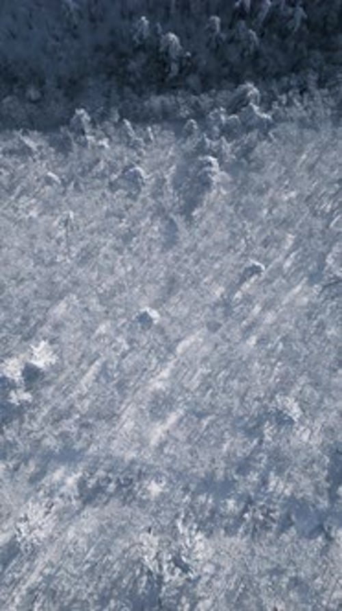 2K Vertical Winter Forest