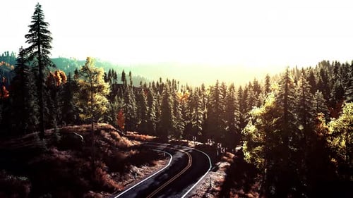 An Empty Road Winding Through a Beautiful Forest at Sunset
