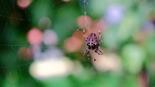Aranha cruzada de jardim se deliciando com sua presa, de perto, fundo desfocado, visão de perto, ampliação, Arane