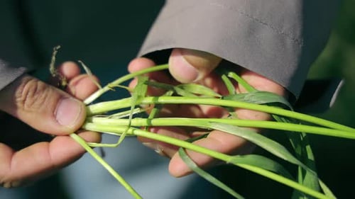 A Farmer Examines Sprouts Of Sprouted Young Wheat